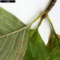 SpeciesSub: var. japonica